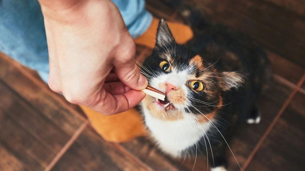 What is a cat incentive?
